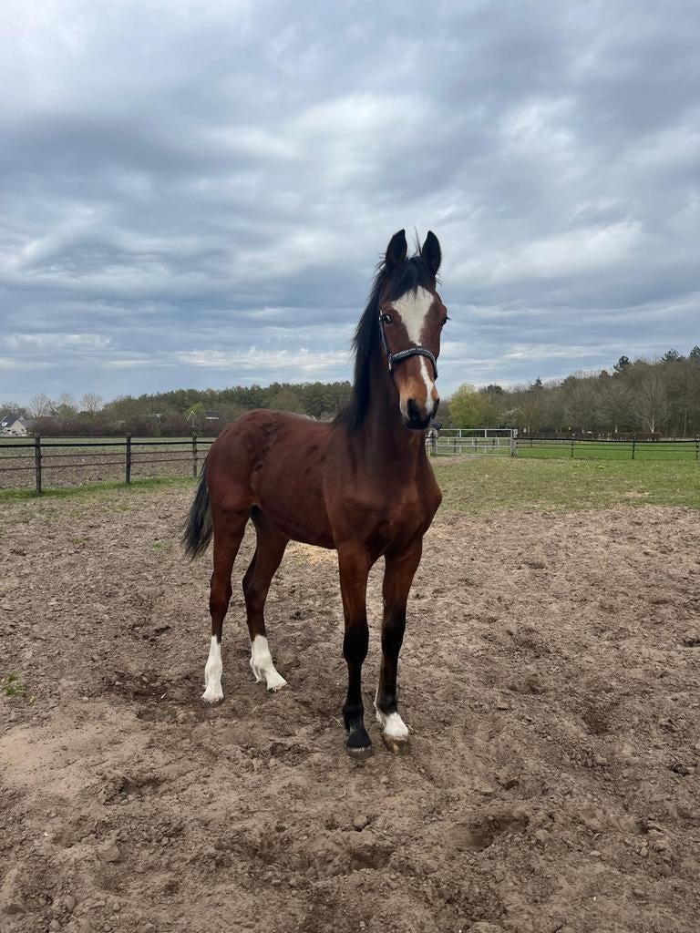 Jaarling hengst, Dieren en Toebehoren, Paarden, Hengst, Minder dan 160 cm, 0 tot 2 jaar