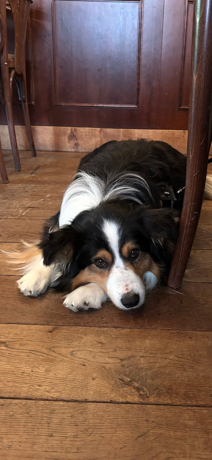 Lieve border collie reu op zoek naar gouden mand., 6 jaar of ouder, Parvo, Reu, Eén hond