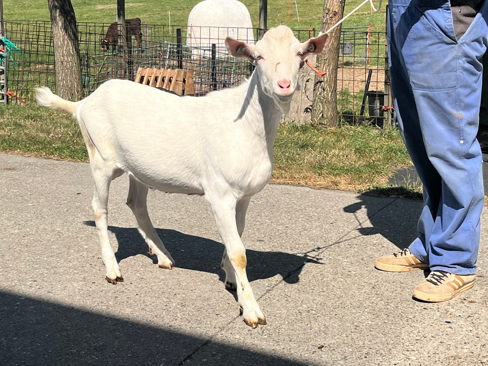 CAE en CL vrije witte en bonte bokken, stamboek gekeurd, Dieren en Toebehoren, Schapen, Geiten en Varkens, Mannelijk, Geit