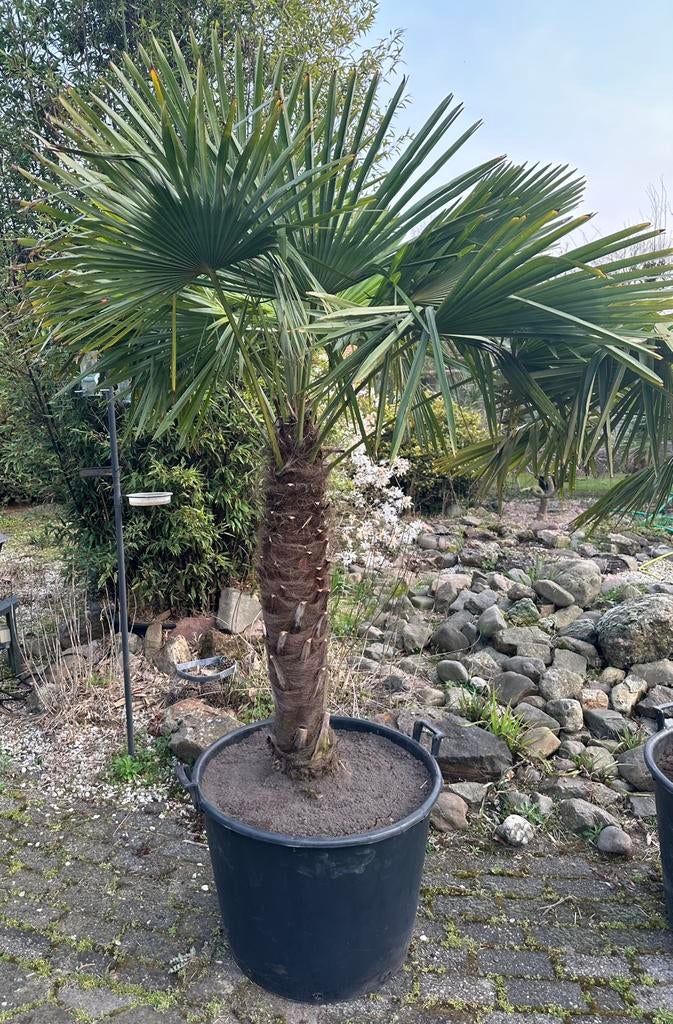 Grote palmboom, palm, Trachycarpus Fortunei, winterhard🌴, Tuin en Terras, Planten | Bomen, 100 tot 250 cm, Zomer, Palmboom, Ophalen