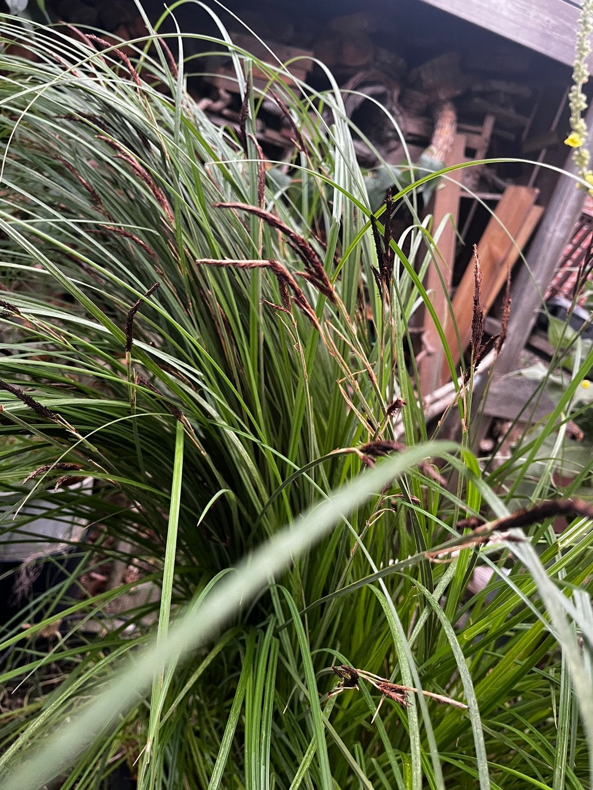Gratis af te halen vijverplant, Tuin en Terras, Ophalen, Vaste plant, Halfschaduw, Zomer