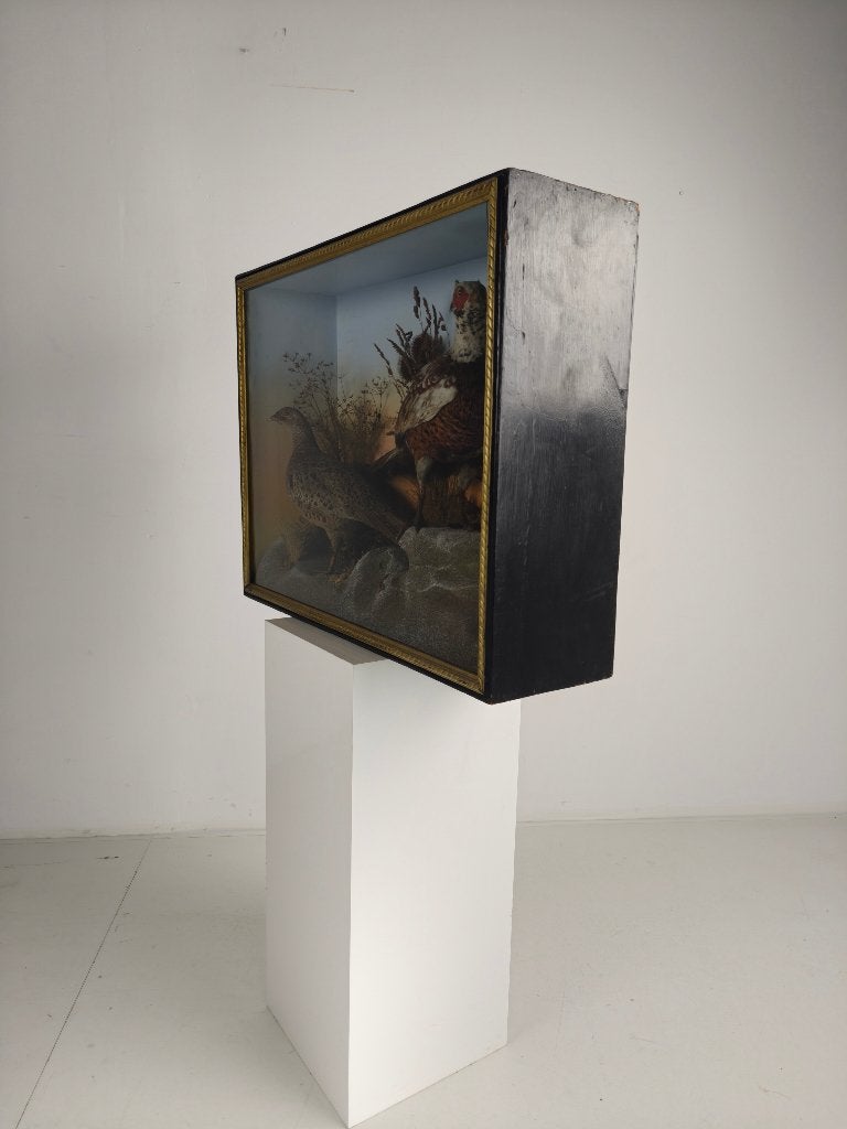 19e-eeuwse Vitrine-Taxidermie – Twee Fazanten, Ophalen of Verzenden