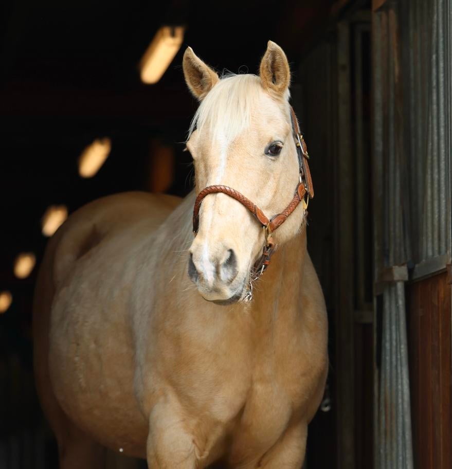 Prachtige Palomino Quarter Horse, Dieren en Toebehoren, Paarden, Ruin, Minder dan 160 cm, Recreatiepaard, 11 jaar of ouder