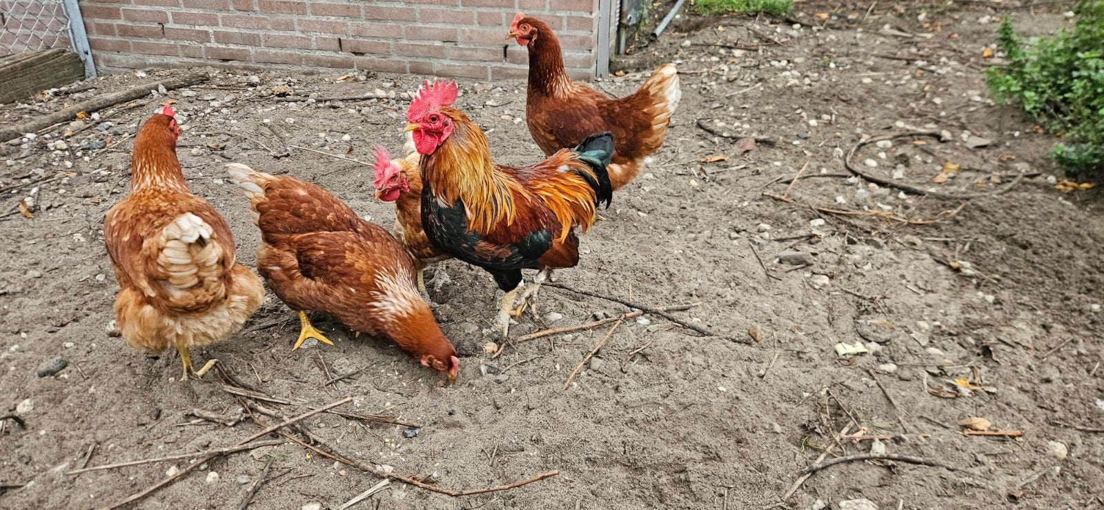 kippen, Meerdere dieren, Kip