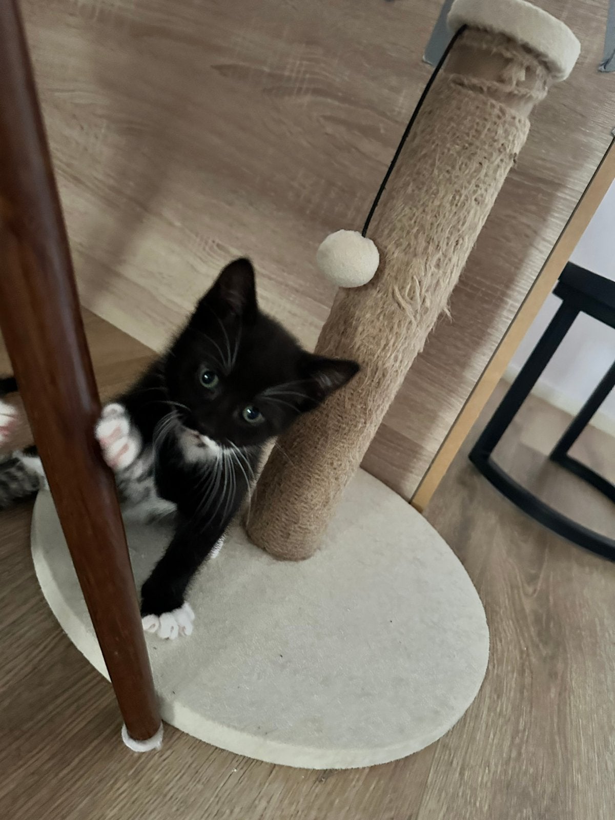Prachtige kittens gezocht naar een liefdevol thuis, Meerdere dieren, 0 tot 2 jaar