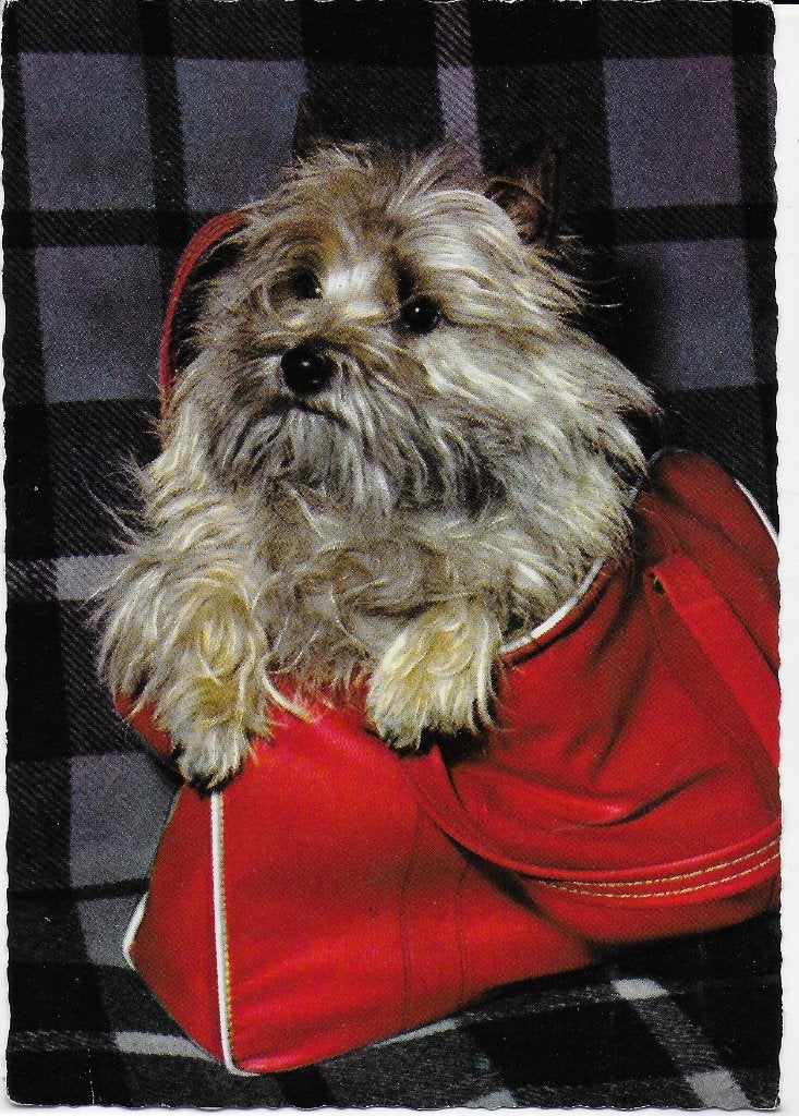 Ae68 Gelopen ansichtkaart hondje in tas, Ophalen of Verzenden, 1980 tot heden, Gelopen, Kinderen