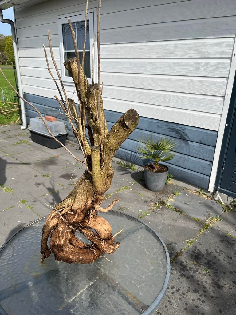 Decoratieve vlinderstruik stam - 60x30cm gratis ophalen, Ophalen of Verzenden, Gebruikt, Bruin, Hout