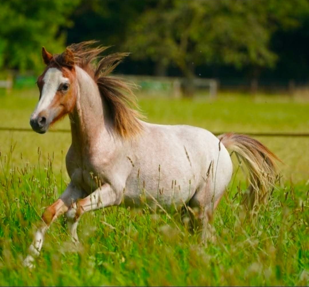 welsh pony, Ruin, A pony (tot 1.17m), Tuigpony, 3 tot 6 jaar