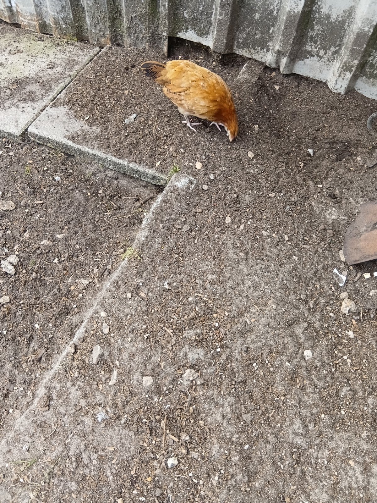 pluimvee jongehennetjes mooie kleuren., Dieren en Toebehoren, Pluimvee, Vrouwelijk, Kip