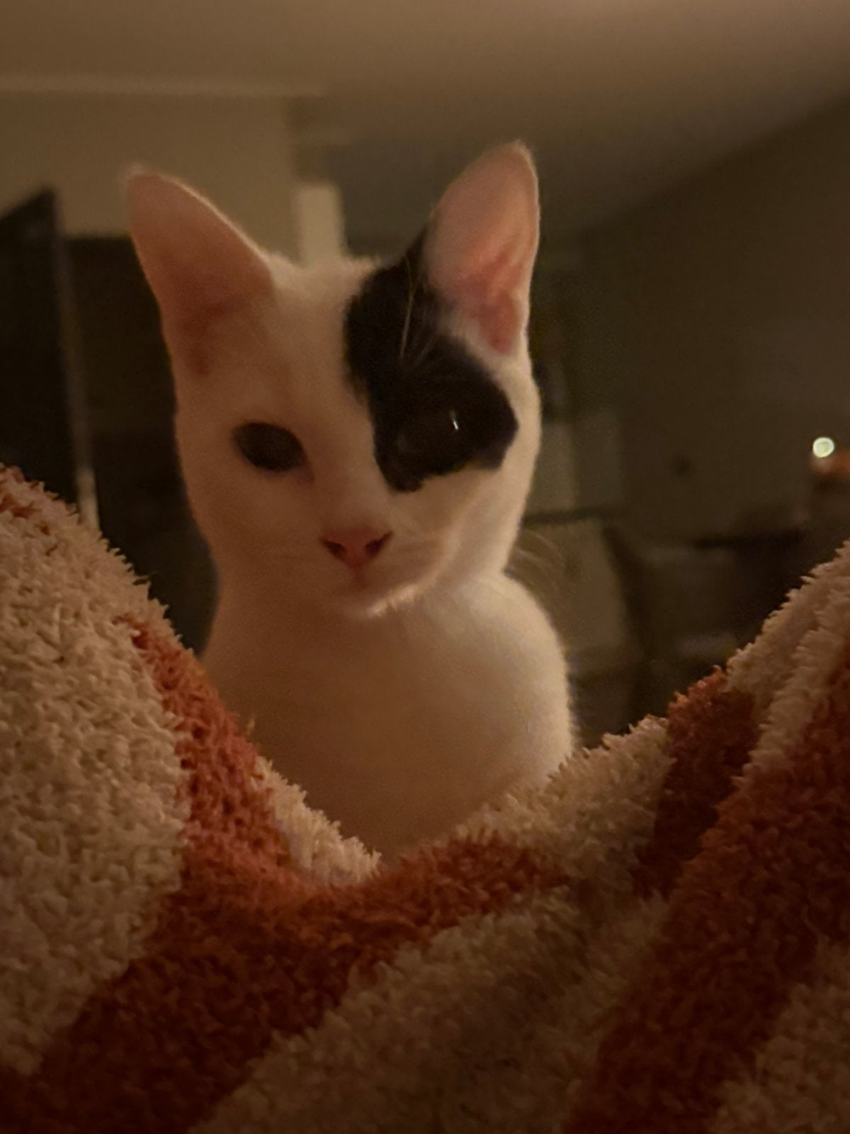 Poesje zoekt liefdevol huis., Dieren en Toebehoren
