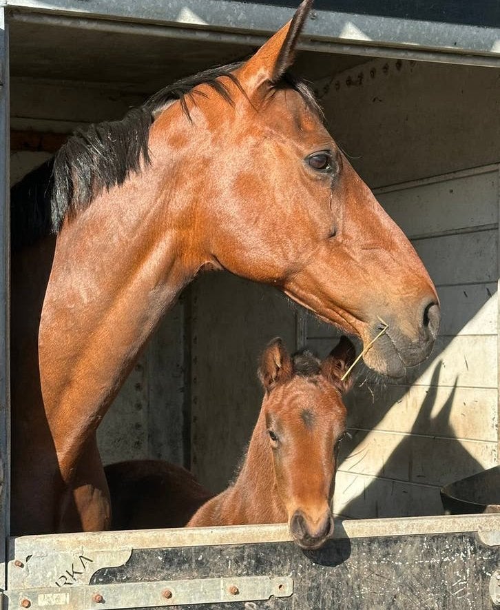 Spring fokmerrie - Kwpn ster, Merrie, Springpaard, Met stamboom, L