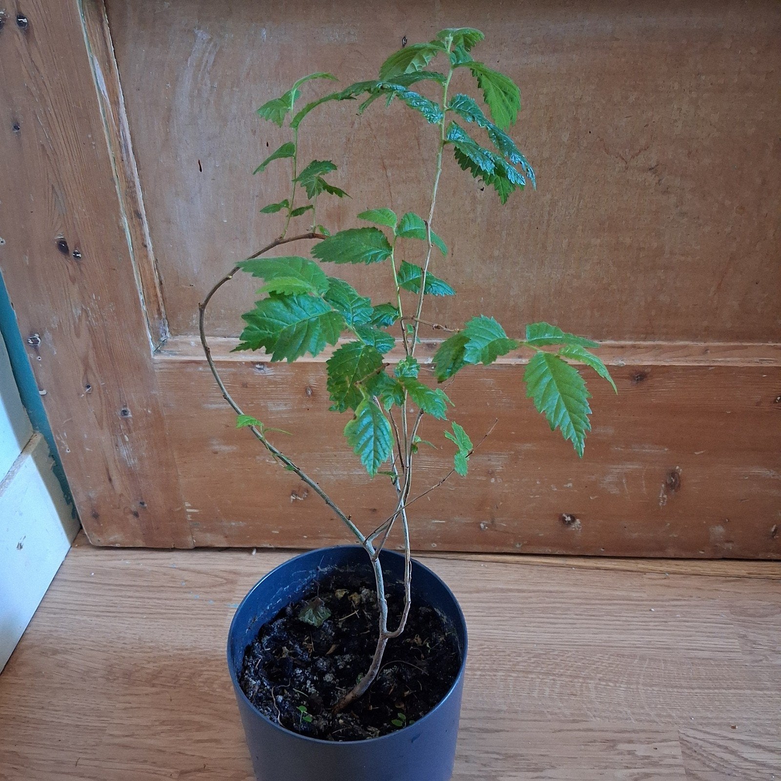 Iep zoekt tuin, Ophalen, Minder dan 100 cm, Overige soorten