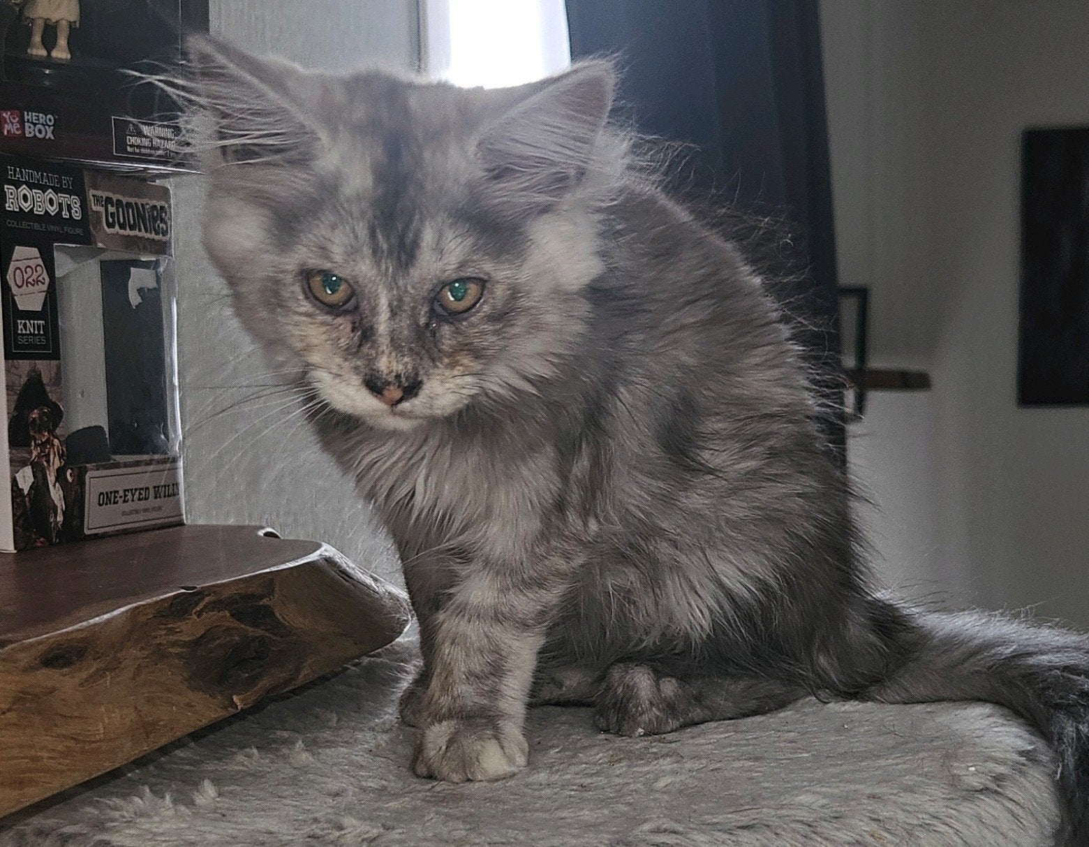 Maine cool kittens, Dieren en Toebehoren, Meerdere dieren, Ontwormd, 0 tot 2 jaar