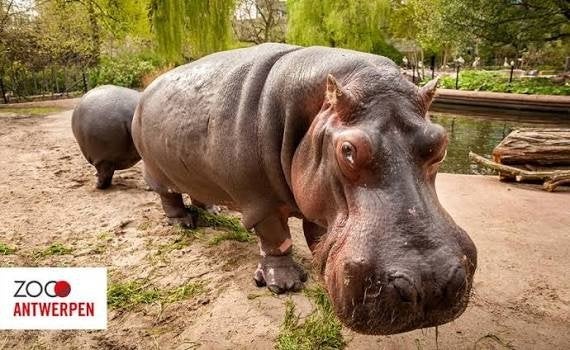 Zoo Antwerpen tickets 21 euro per stuk t/m 31 maart 2027, Drie personen of meer, Ticket of Toegangskaart
