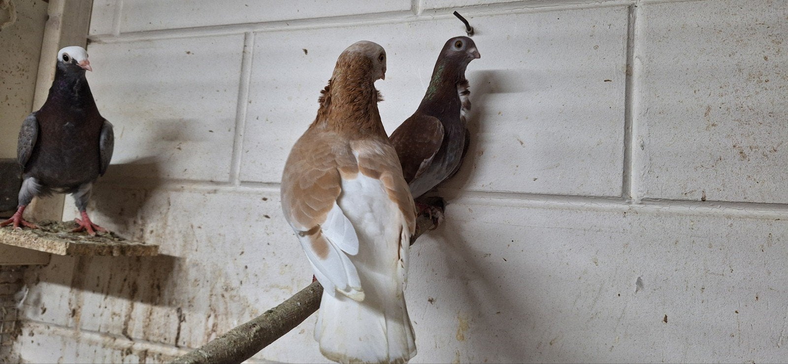 koppeltje figurita's, Meerdere dieren