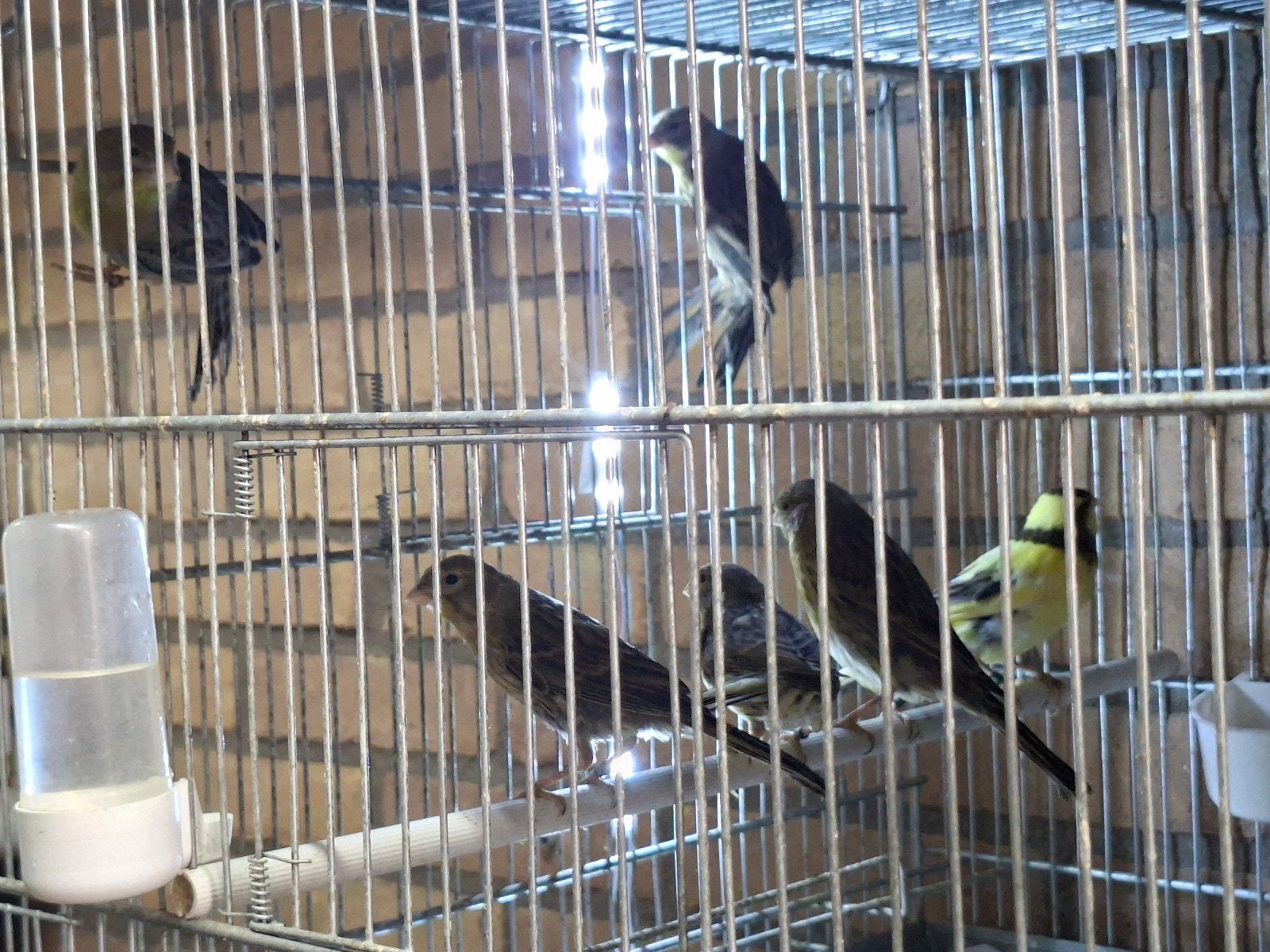 Timbrado, Dieren en Toebehoren, Vogels | Overige Vogels, Geslacht onbekend