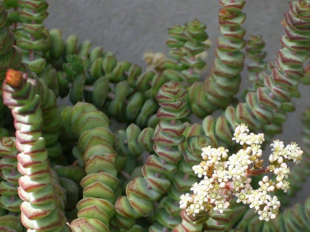 Crassula Hottentot, Vetplant, Ophalen of Verzenden, Minder dan 100 cm, Bloeiende kamerplant