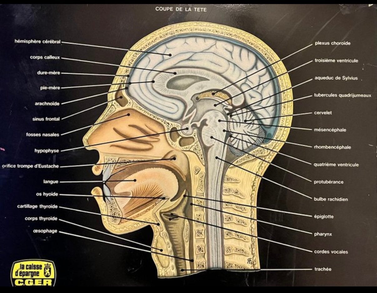 Schoolplaat anatomie hoofd, Antiek en Kunst, Ophalen of Verzenden, Natuur en Biologie