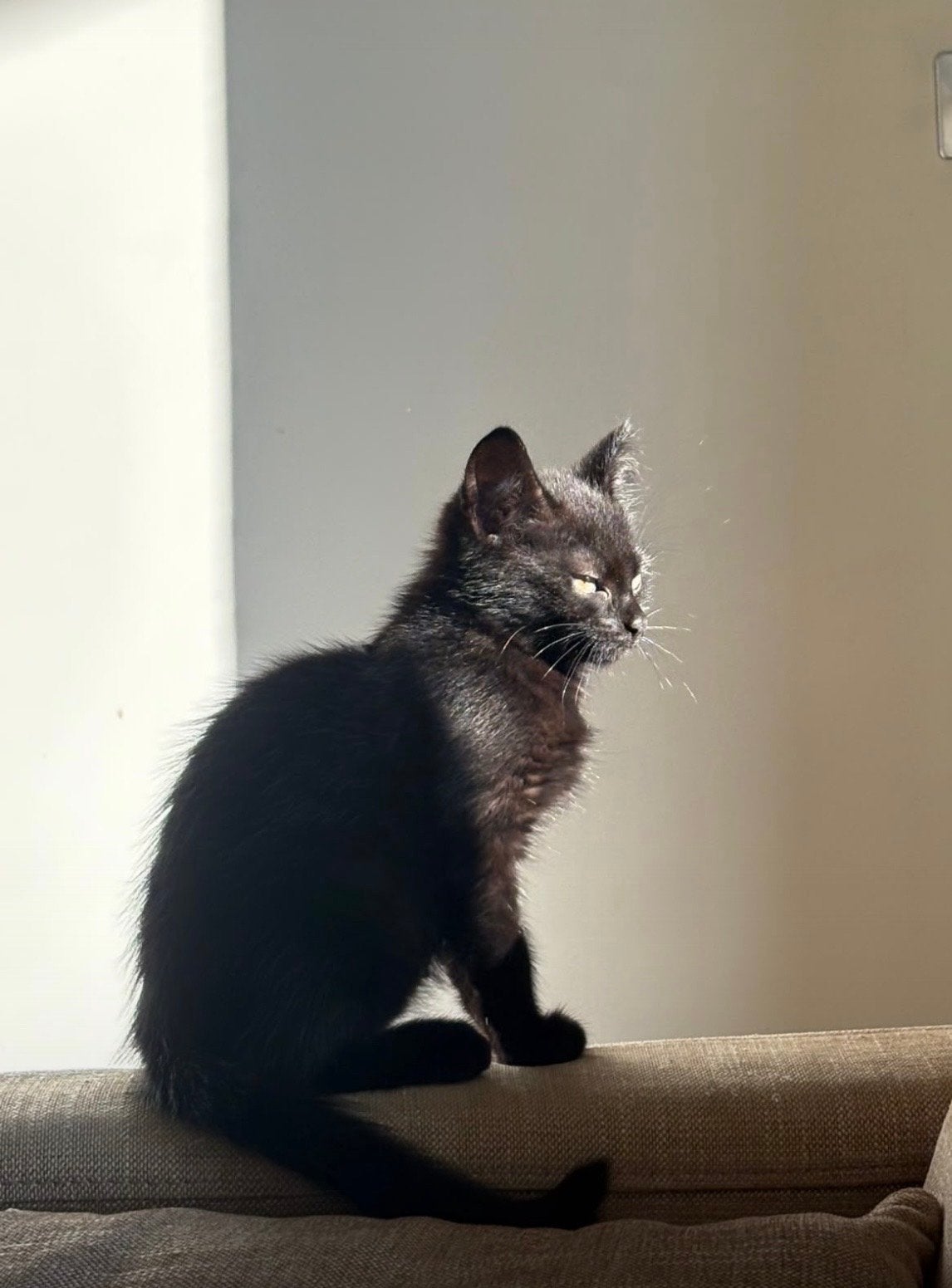 Lieve kitten zoekt een nieuw thuis, Dieren en Toebehoren, Katten en Kittens | Overige Katten, Poes