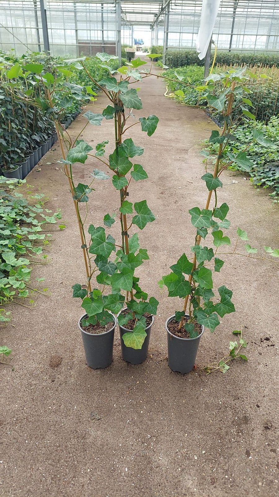 Hedera planten hoogte 100cm met stok pst 1,95 snel leveren, Ophalen, Vaste plant, Bloeit niet, Halfschaduw