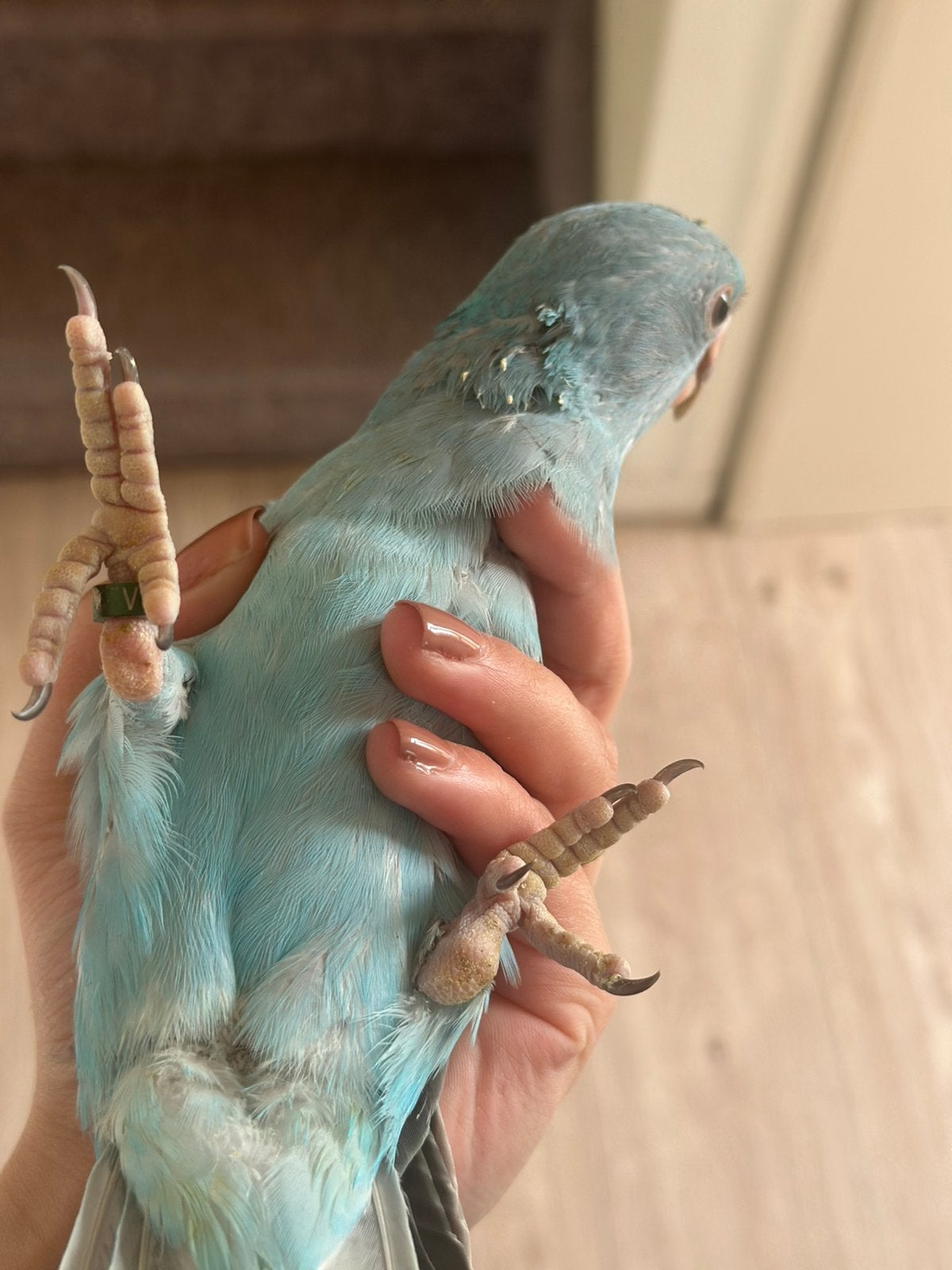 7 jonge halsbandparkieten, Meerdere dieren, Parkiet, Geringd