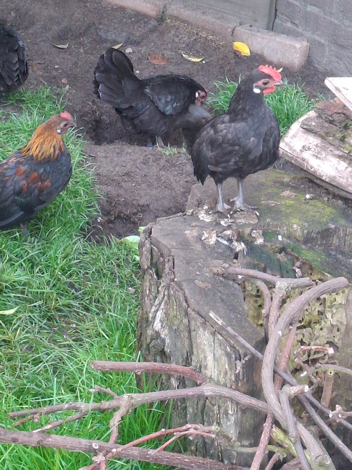 Mooie gezonde hollandse kriel kippen,, Dieren en Toebehoren, Pluimvee, Vrouwelijk, Kip