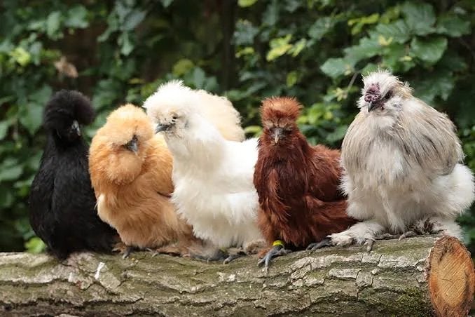 GEZOCHT: zijdehoender KUIKENS, Dieren en Toebehoren, Pluimvee, Geslacht onbekend, Kip