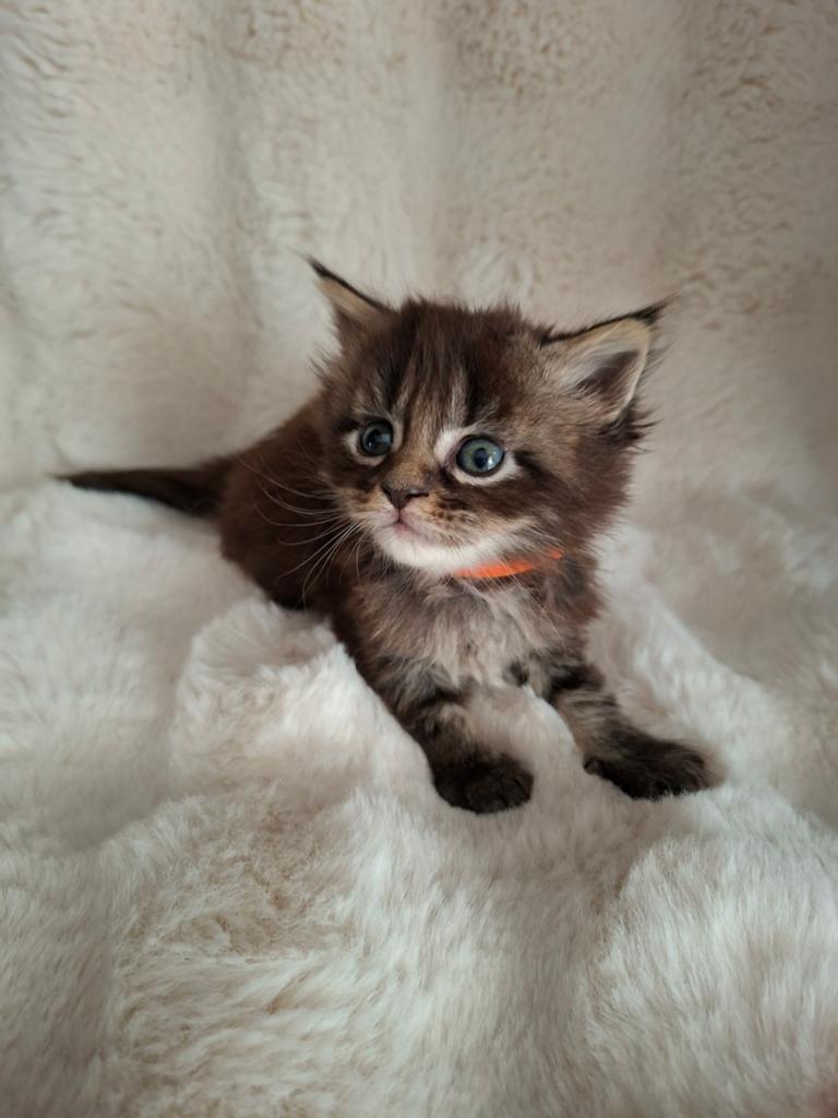 Russische Maine coon kittens mainecoon, Meerdere dieren
