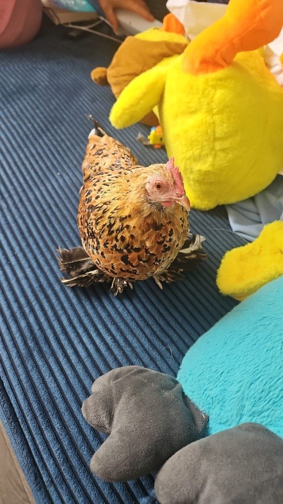 Kip, Vrouwelijk, Kip