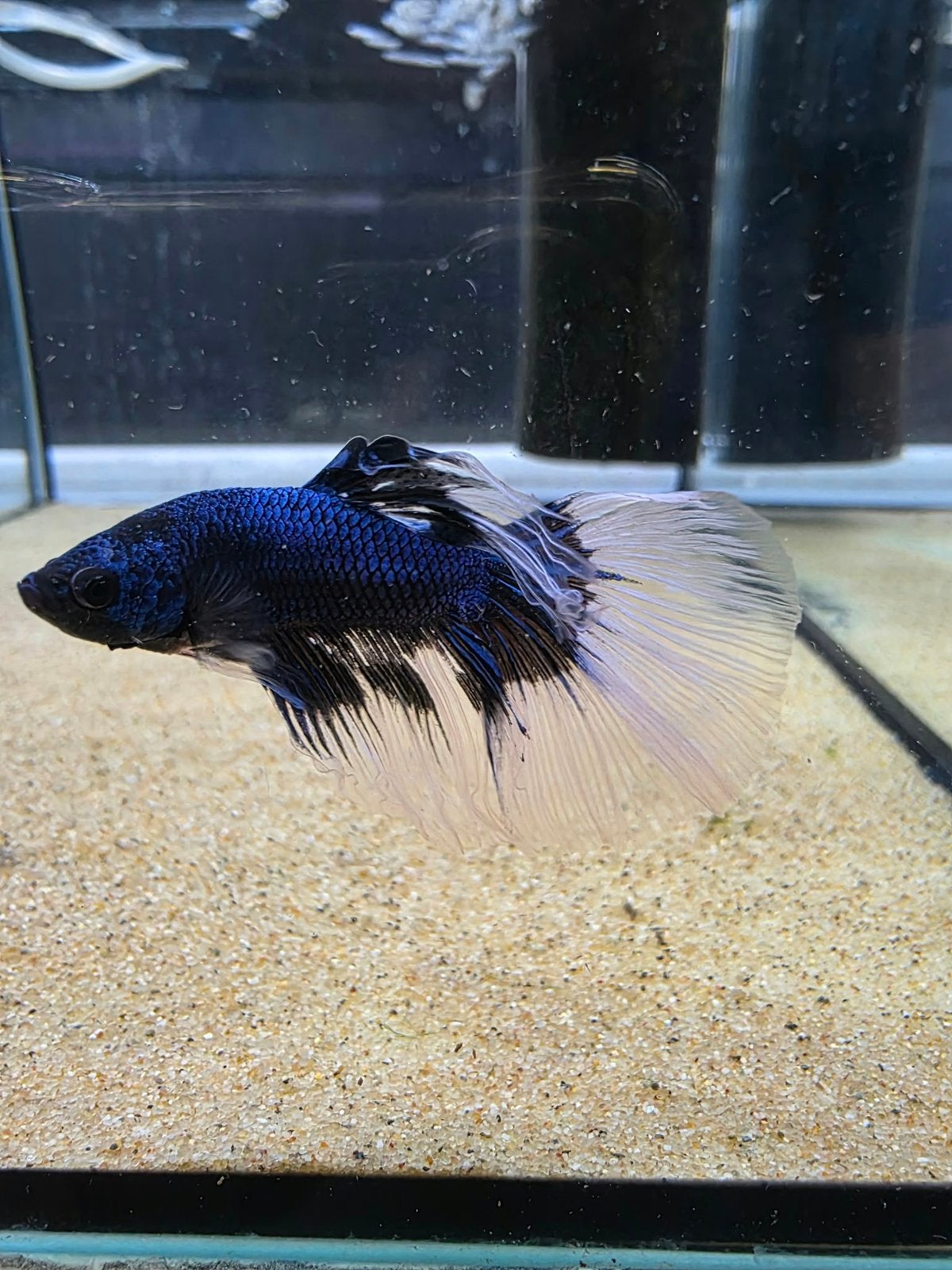 Betta splendens super delta blue male, Vis, Zoetwatervis