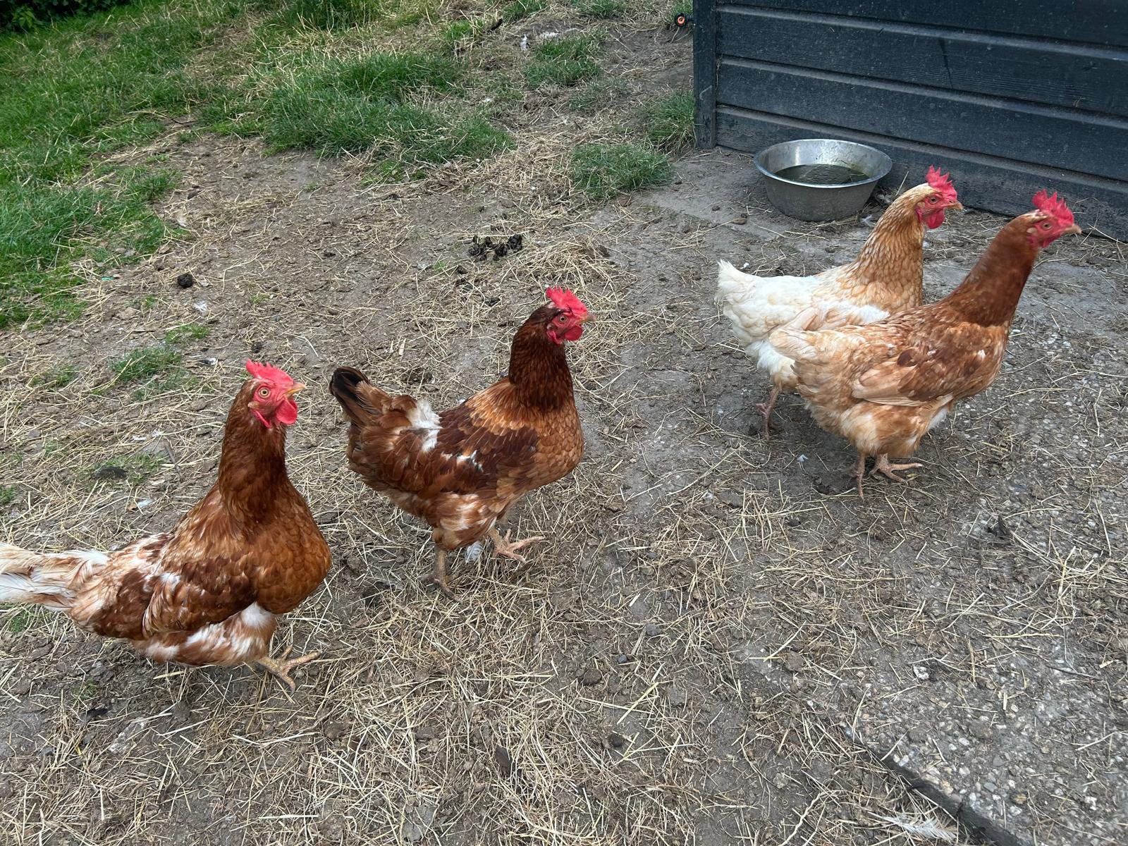 Legkippen te koop!, Vrouwelijk, Kip