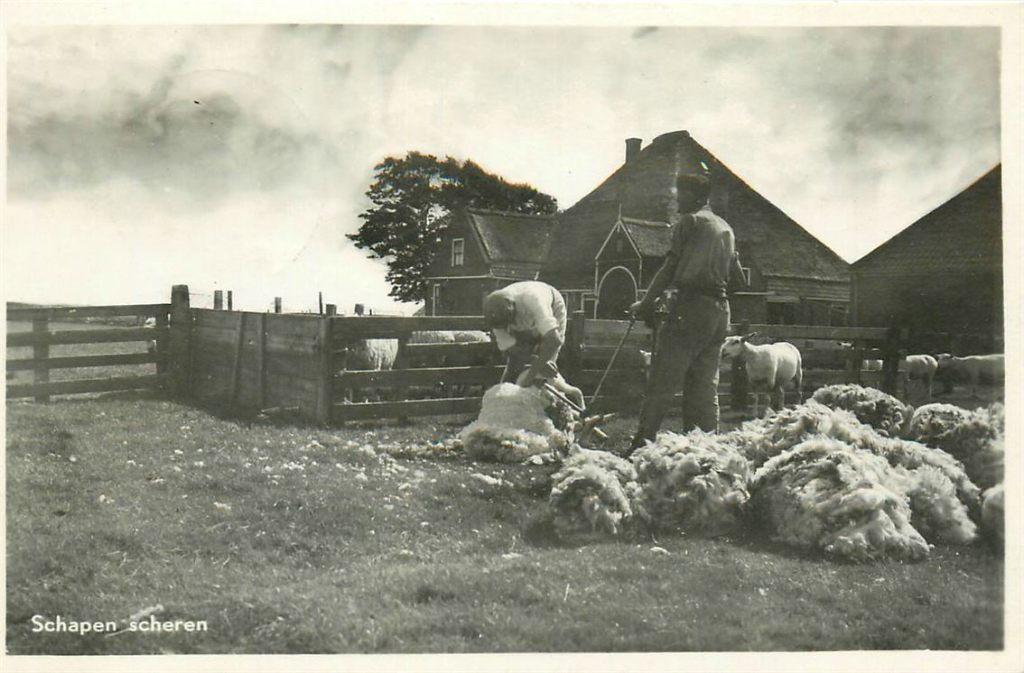 701-330-019 Texel Schapen scheren, Verzenden, Voor 1920, Noord-Holland