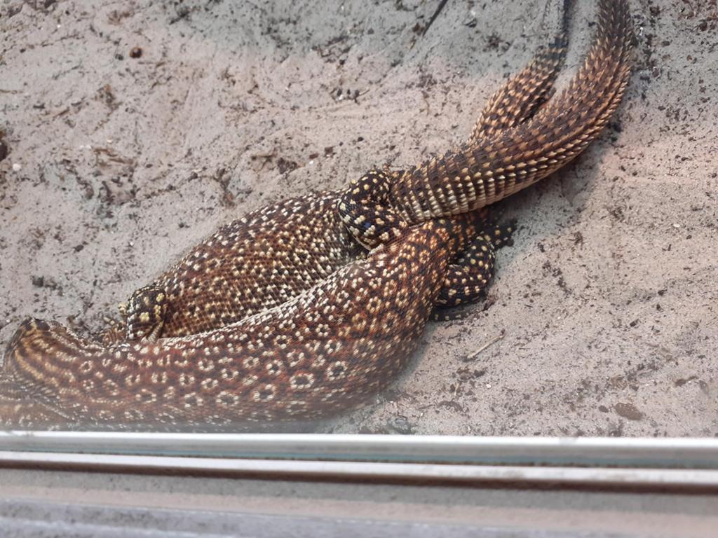 Varanus acanthurus 1.1 Monitor Lizard - unknown for sale from B. van der Zwan
