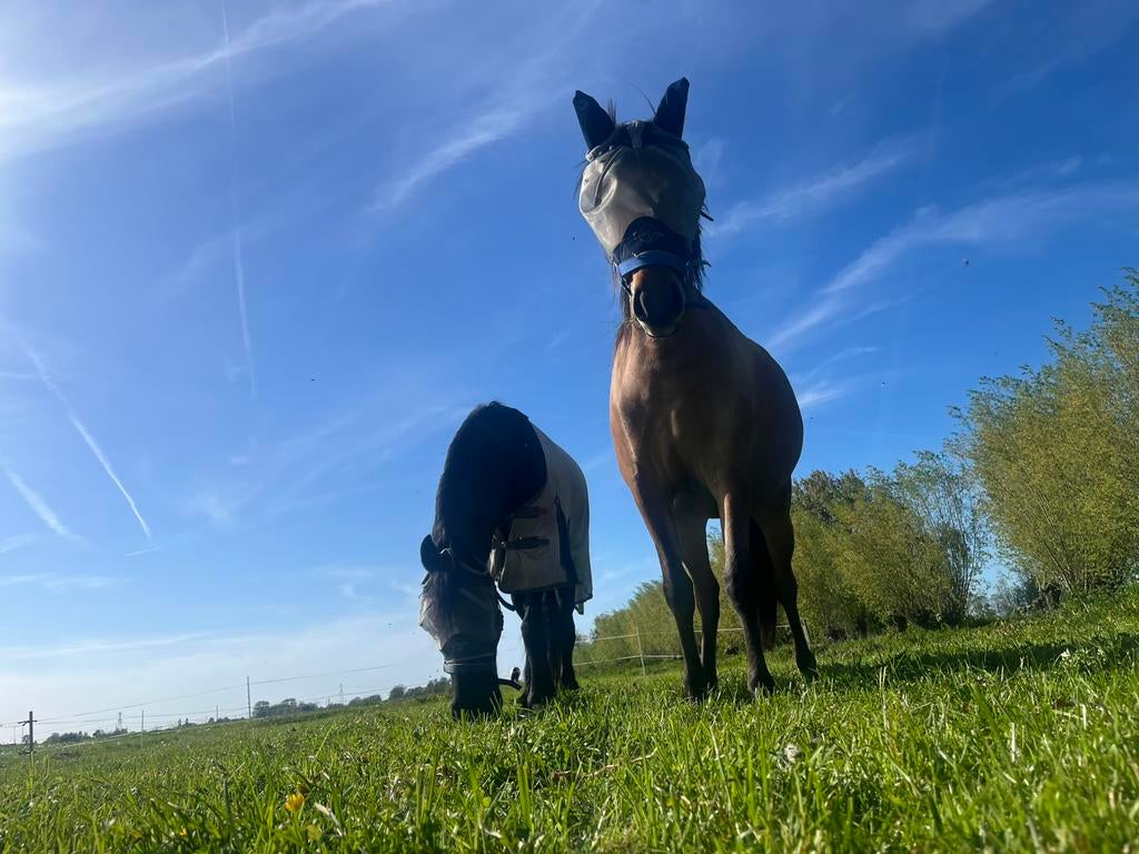 Kleine zeer rustige privestalling aan huis. Uitloopstal vrij, Weidegang, 2 of 3 paarden of pony's