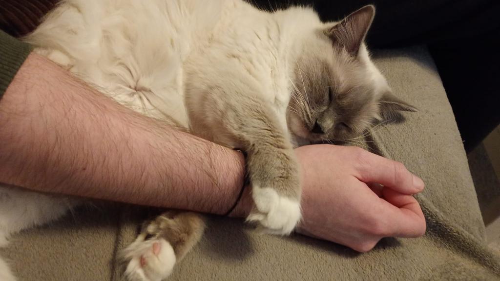Exclusieve Ragdoll kittens, Dieren en Toebehoren, Katten en Kittens | Raskatten | Langhaar, Meerdere dieren, Gechipt, 0 tot 2 jaar