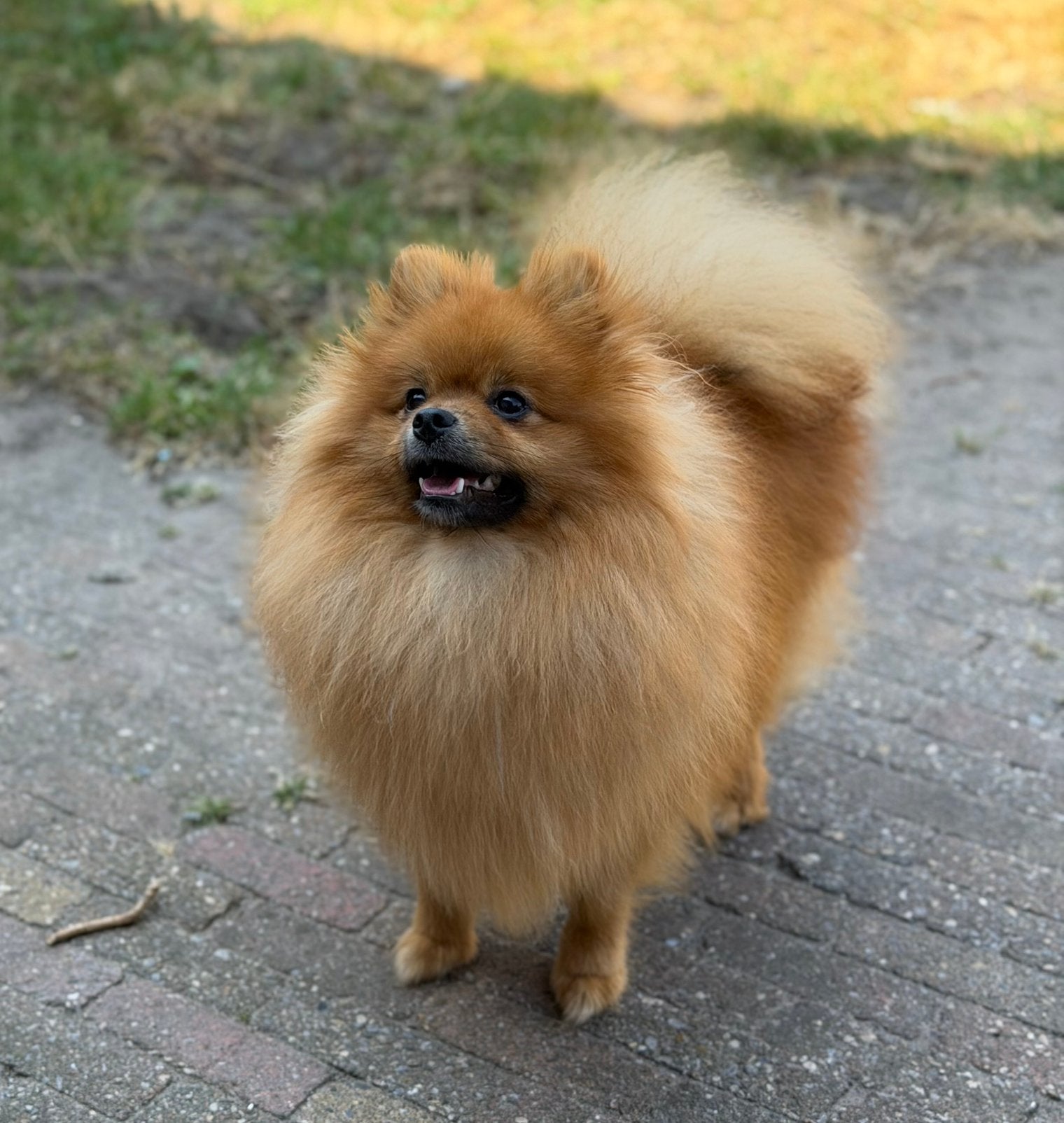 Een Prachige Unieke Mini pomeriaan/pomeranian Reutjes, Dieren en Toebehoren, Honden | Poolhonden, Keeshonden en Oertypen, Keeshond