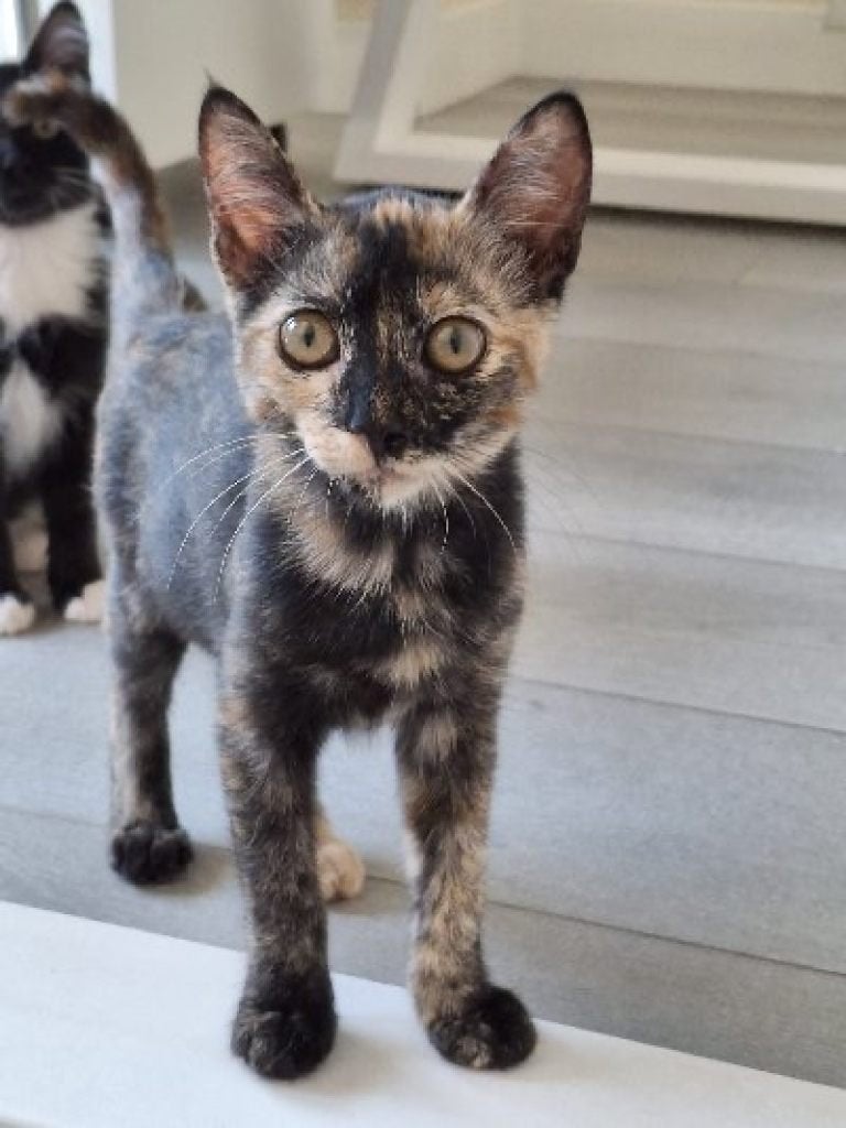 ACE: Ronda houdt ervan om nieuwe dingen te ontdekken!, Poes, Kortharig, 0 tot 2 jaar