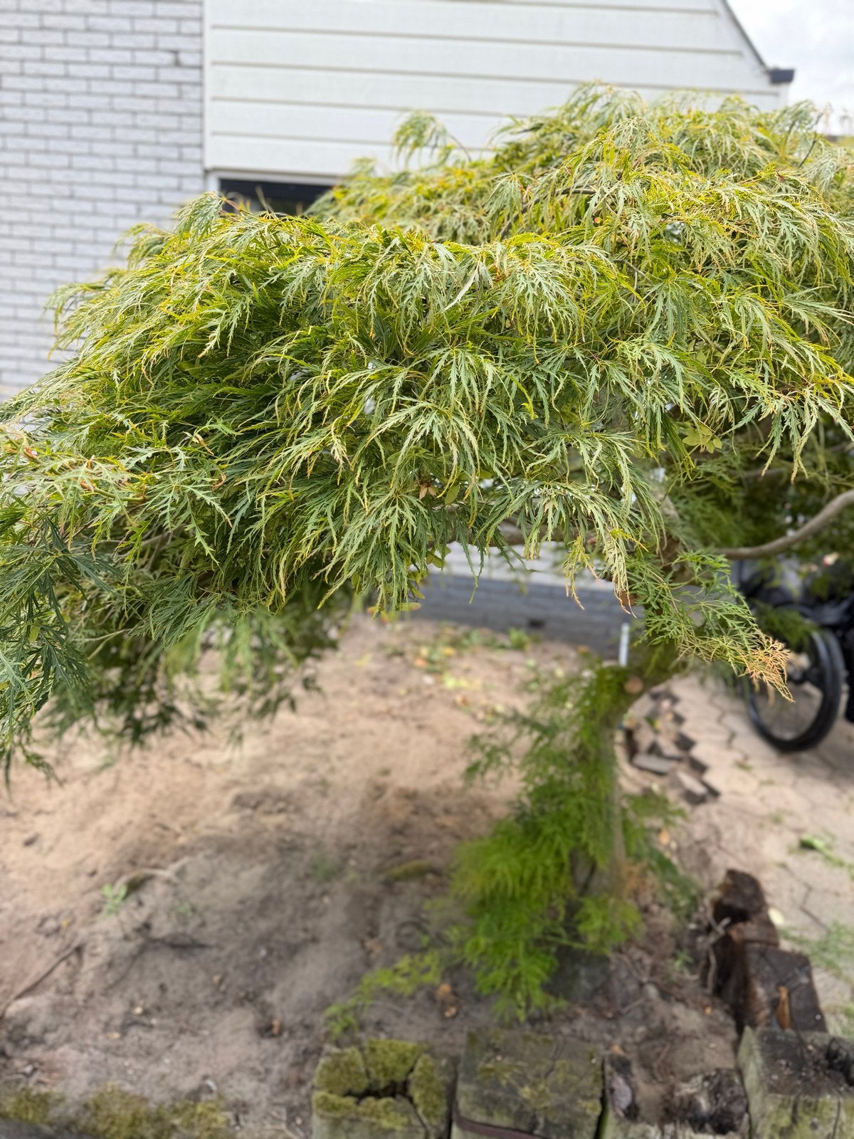 Prachtige Japanse Esdoorn - Hoogte 170cm, Diameter 200cm, Bloeit niet, Halfschaduw, 100 tot 250 cm, Overige soorten