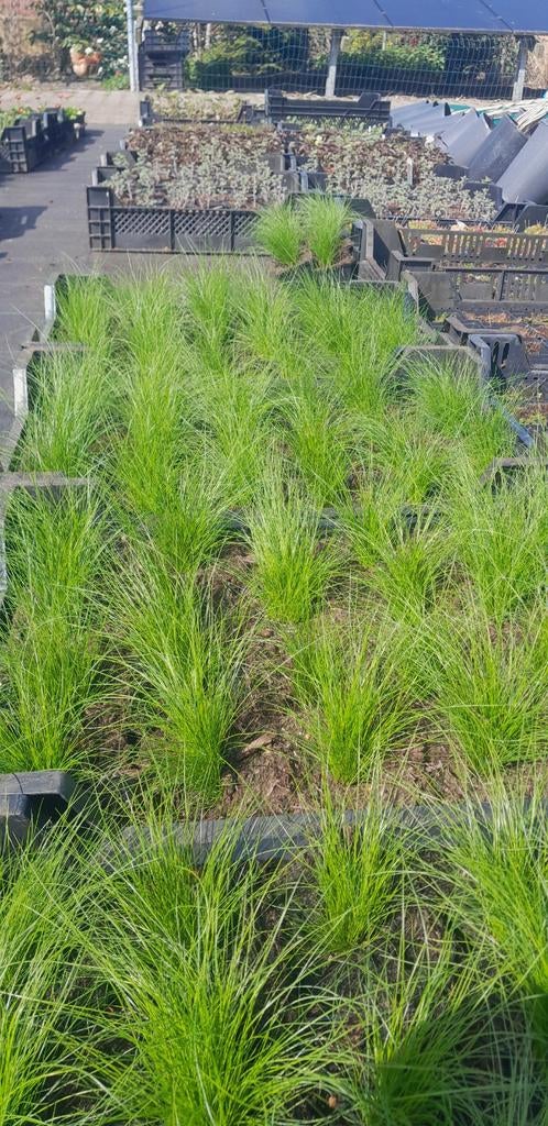 Stipa ponytails vedergras, Ophalen of Verzenden, Overige soorten, Volle zon