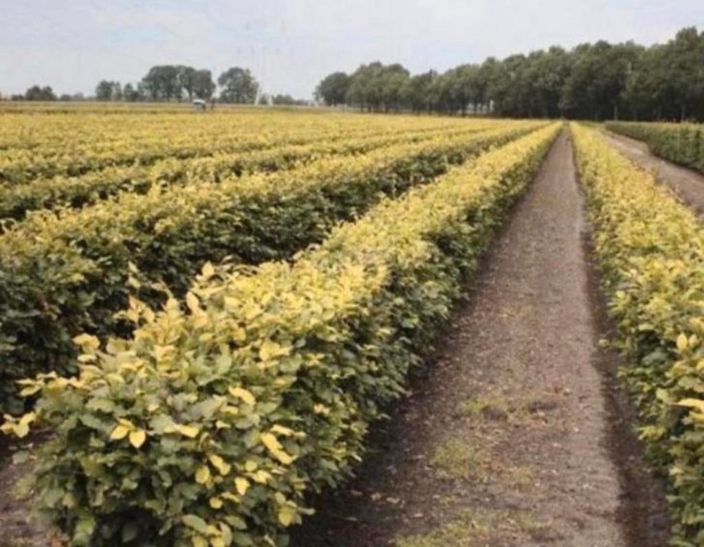 Haagbeuken €1,-, Dieren en Toebehoren, Stalling en Weidegang