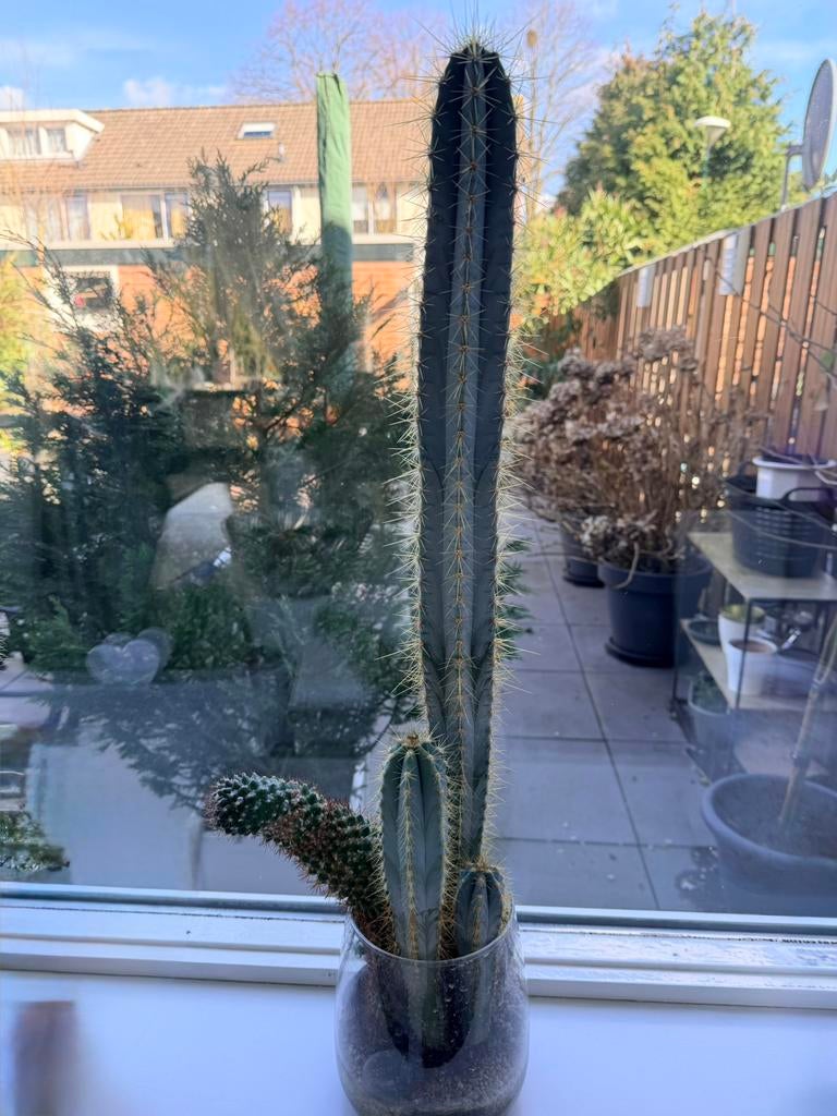 Cactus plant in glazen pot , 70 cm , 5 jaar oud, Huis en Inrichting, Kamerplanten, Ophalen, Cactus, Volle zon, Minder dan 100 cm