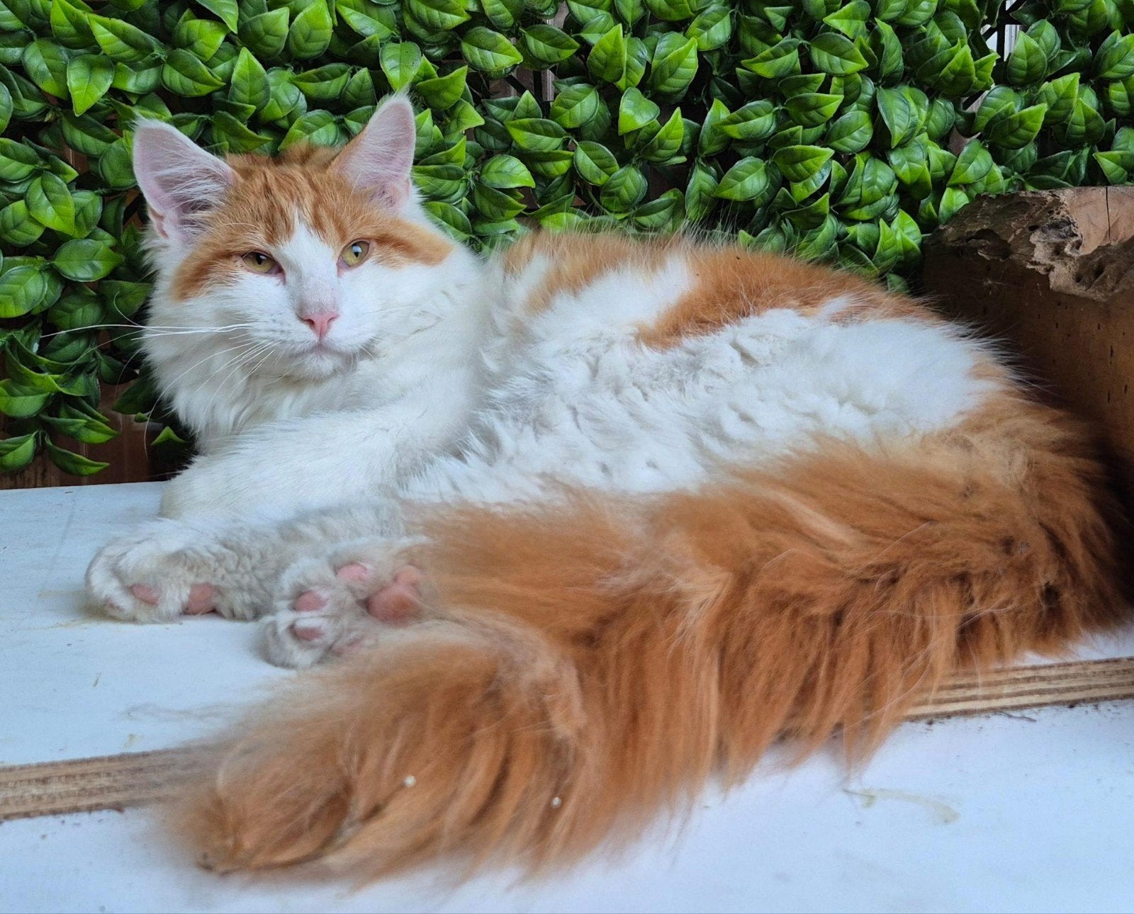 Maine coon katertje met stamboom, Kater, Met stamboom, 0 tot 2 jaar