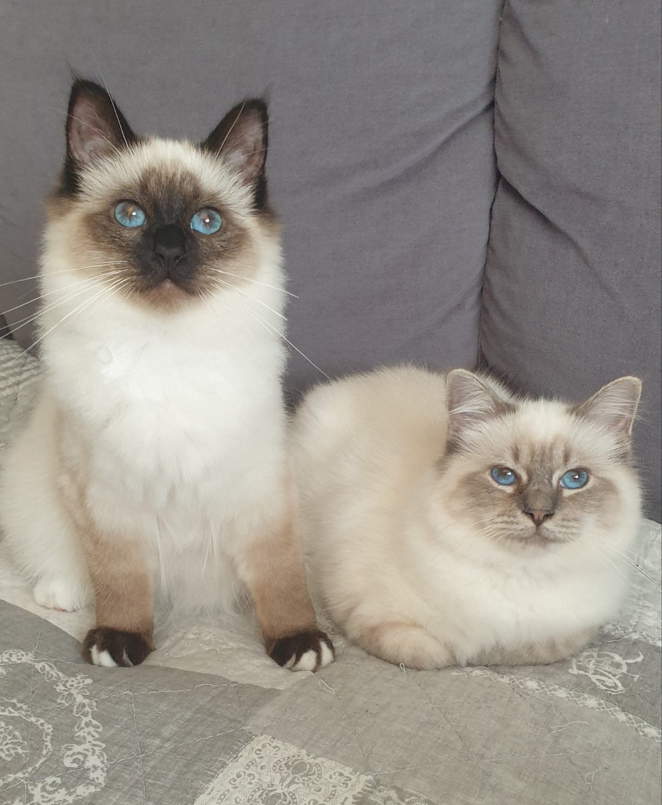 Raszuivere heilige birmaan kitten,  en 1 kater en 1 poesje, Meerdere dieren, Met stamboom, 0 tot 2 jaar