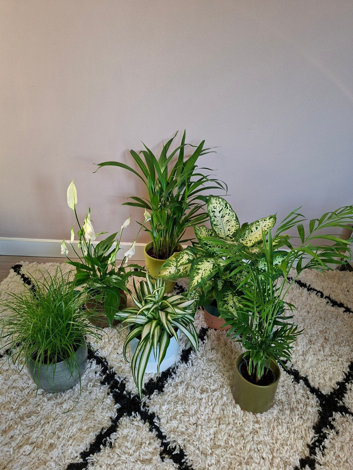 Kamerplanten Graslelie Yucca Palm Dieffembachia, Huis en Inrichting, Ophalen, Palm, Halfschaduw, In pot