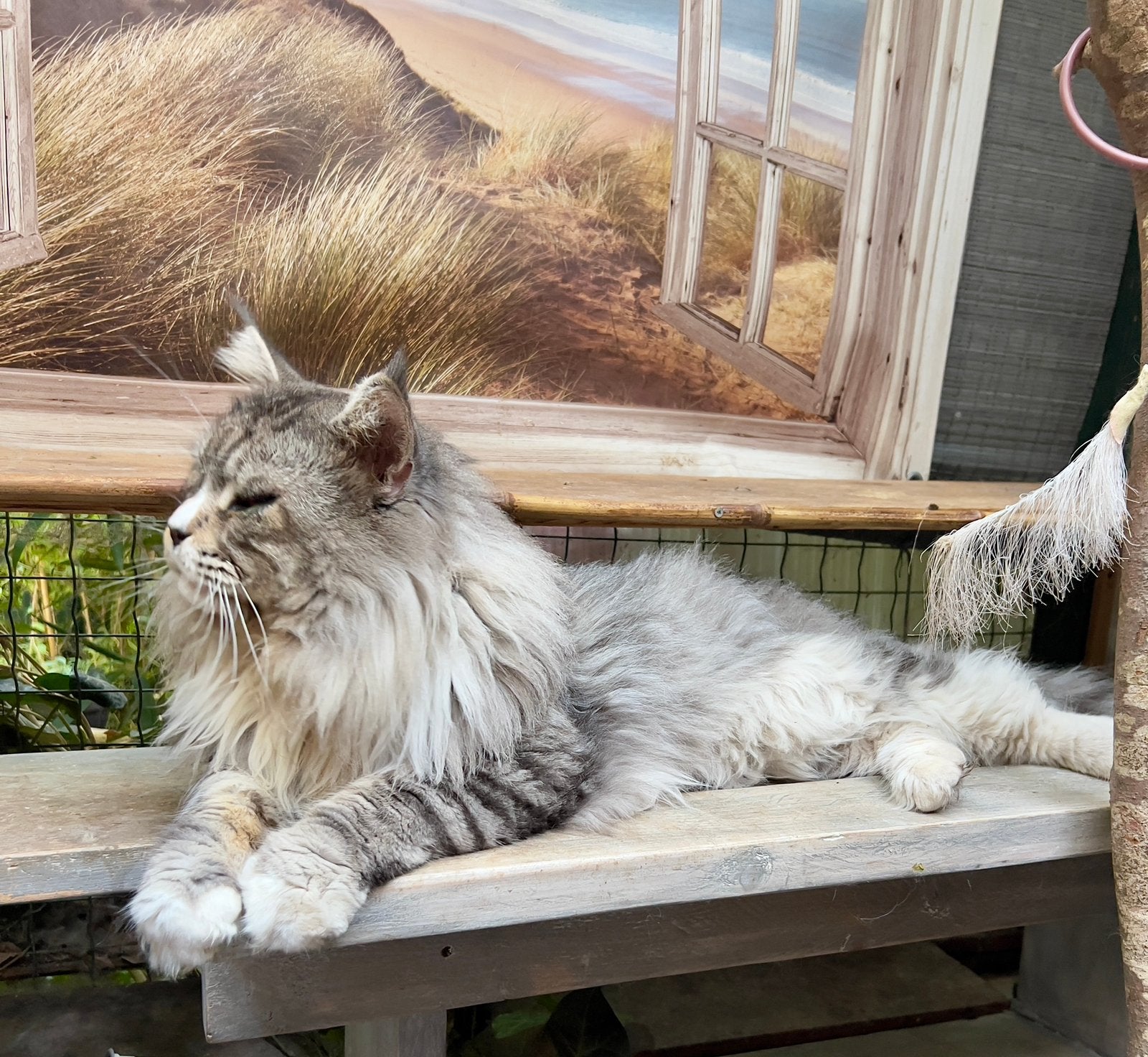 Te koop maincoon kittens!, Meerdere dieren, Ontwormd