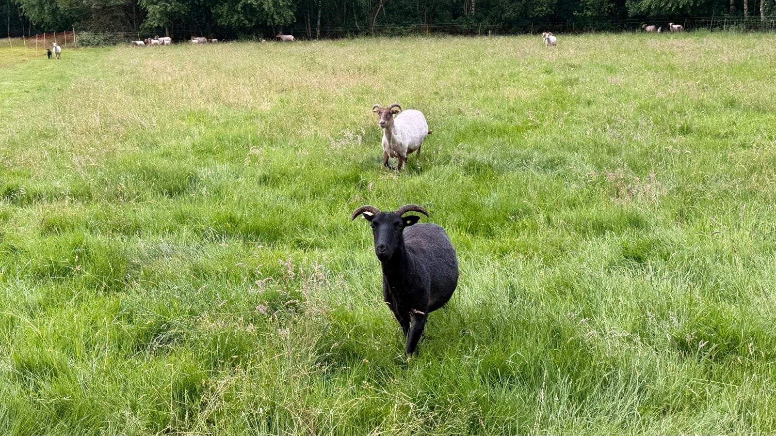 Drentse heideschapen ooien, Dieren en Toebehoren, Schapen, Geiten en Varkens, Vrouwelijk, Schaap