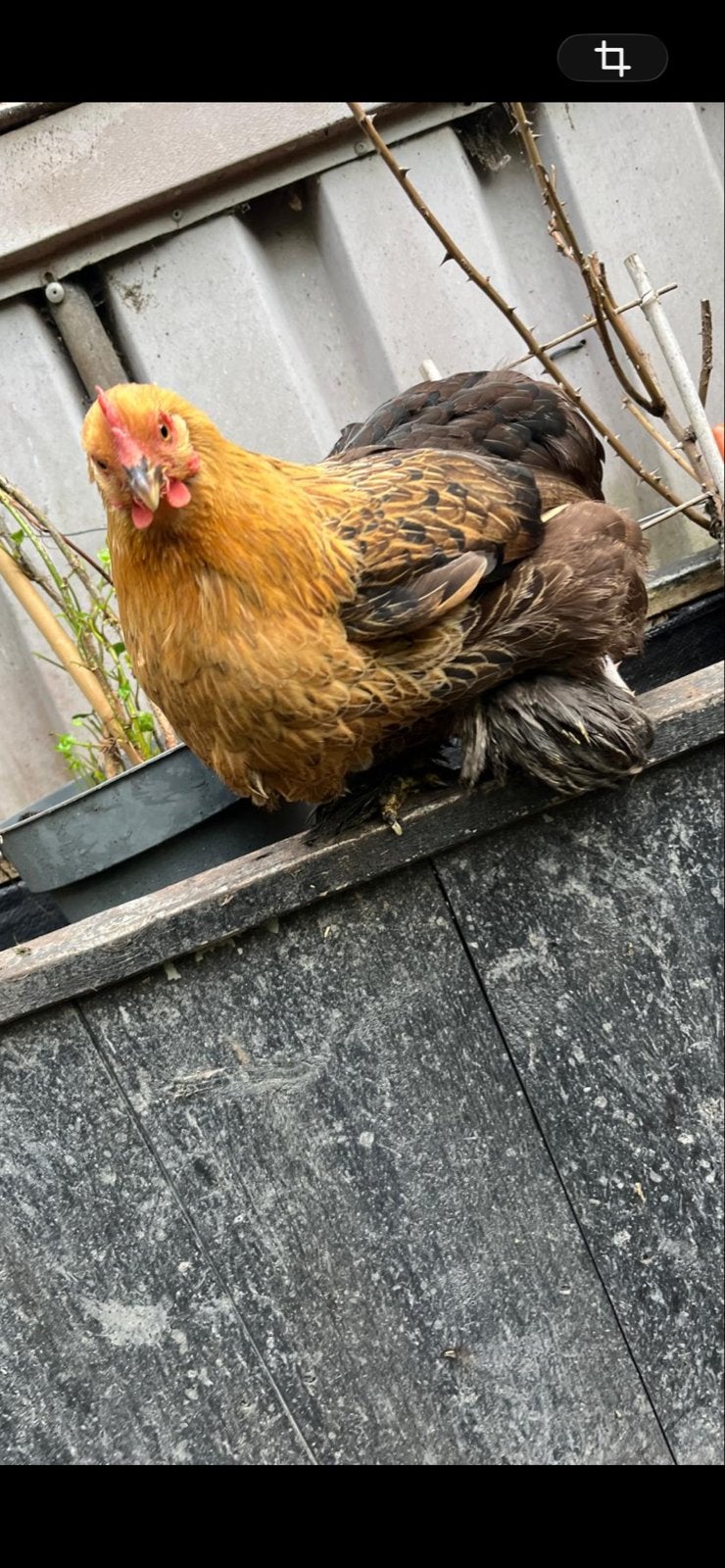 Kip hen cochin vol ras veel eieren, Dieren en Toebehoren