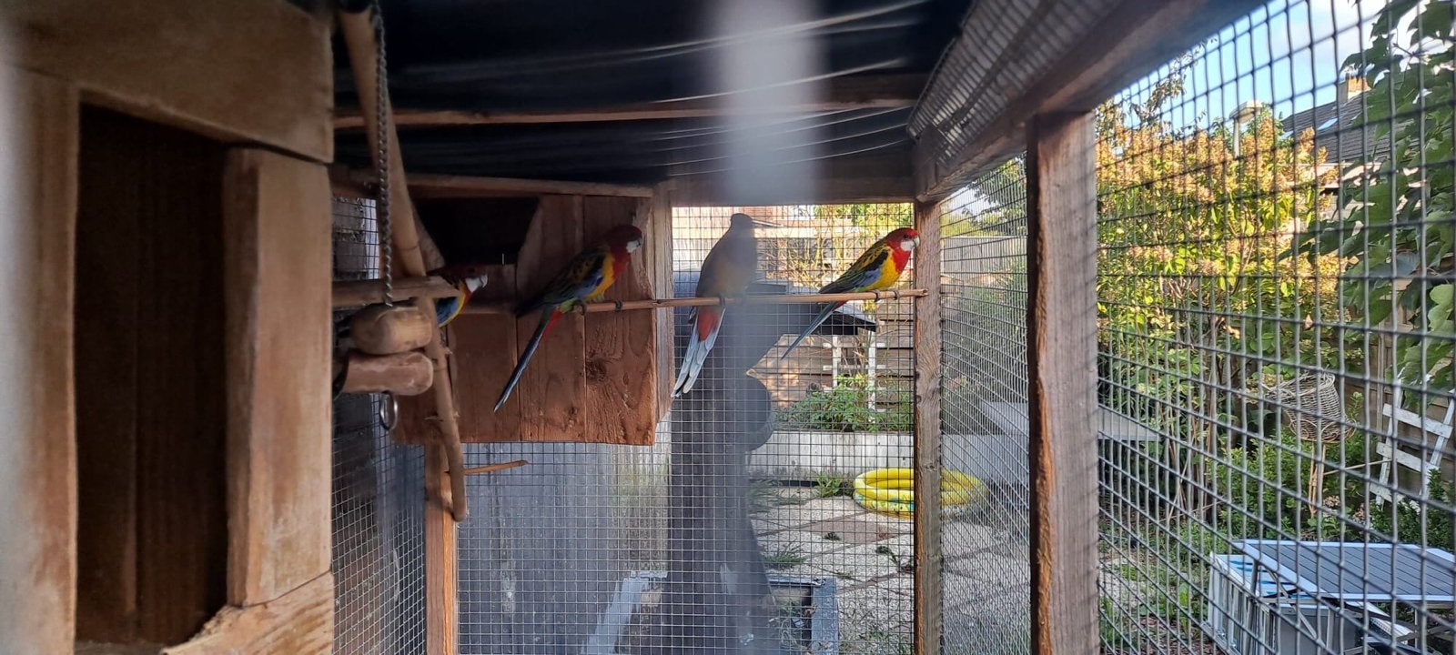 Papegaai, Dieren en Toebehoren, Meerdere dieren, Papegaai