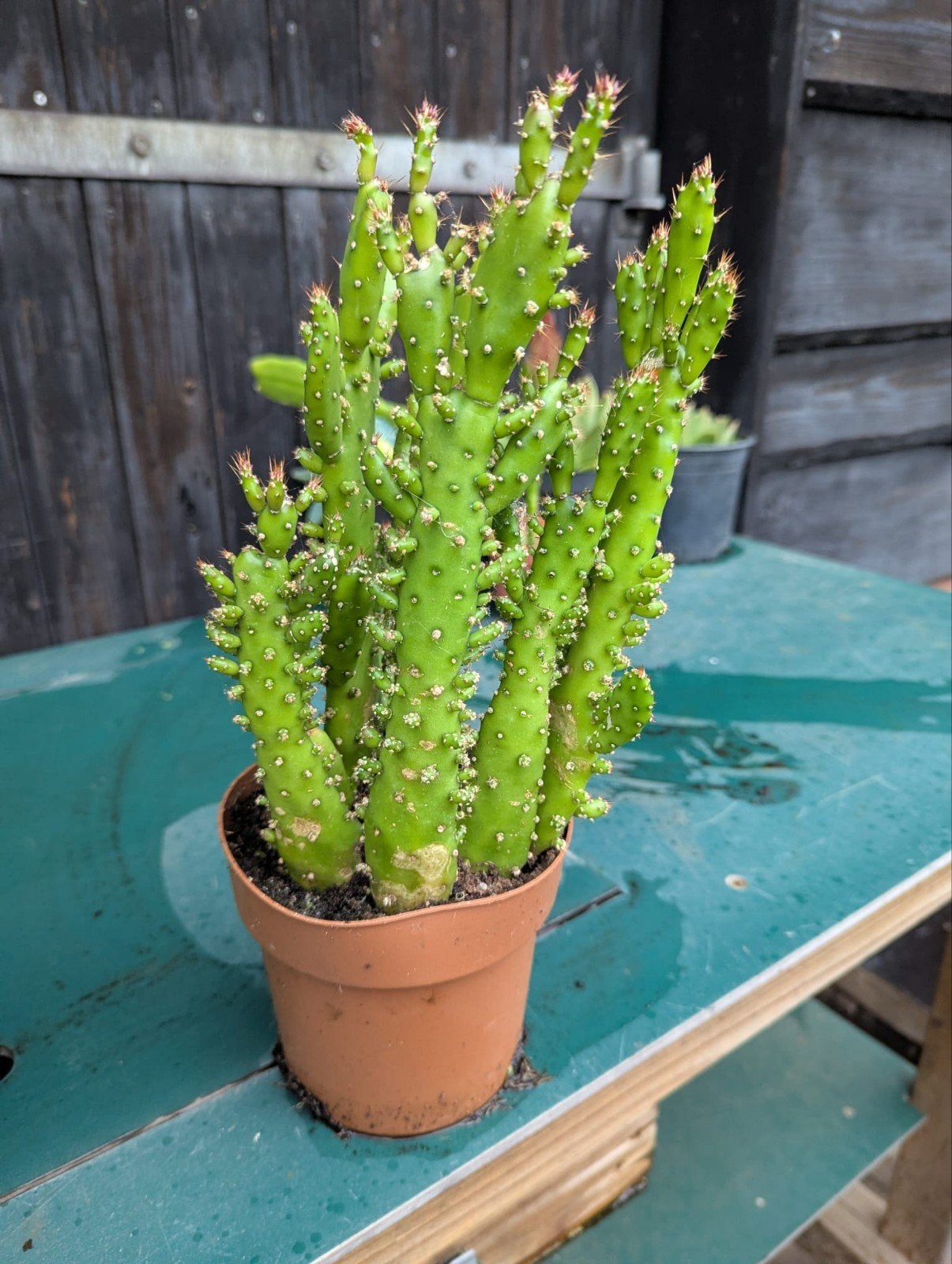 Cactus, Ophalen, Overige soorten, Volle zon