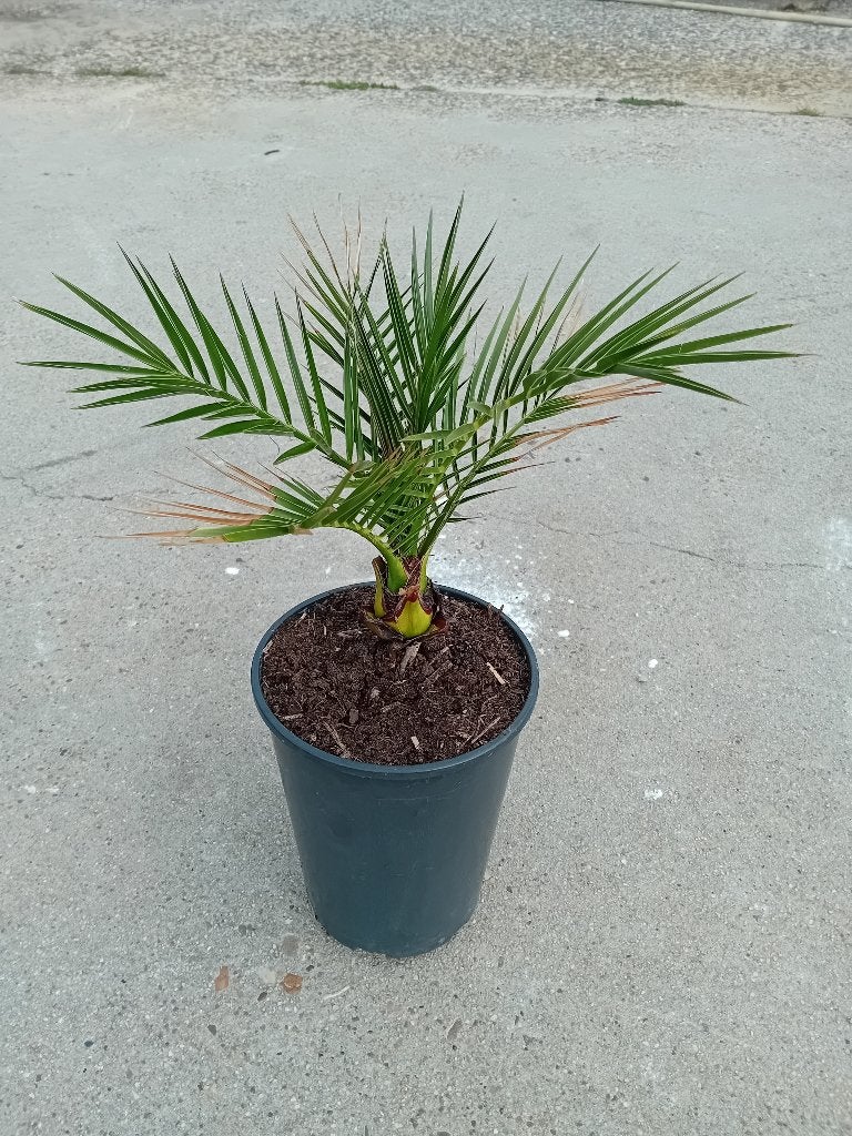 Phoenix Canariensis, Volle zon, Ophalen of Verzenden, Zomer, Palmboom